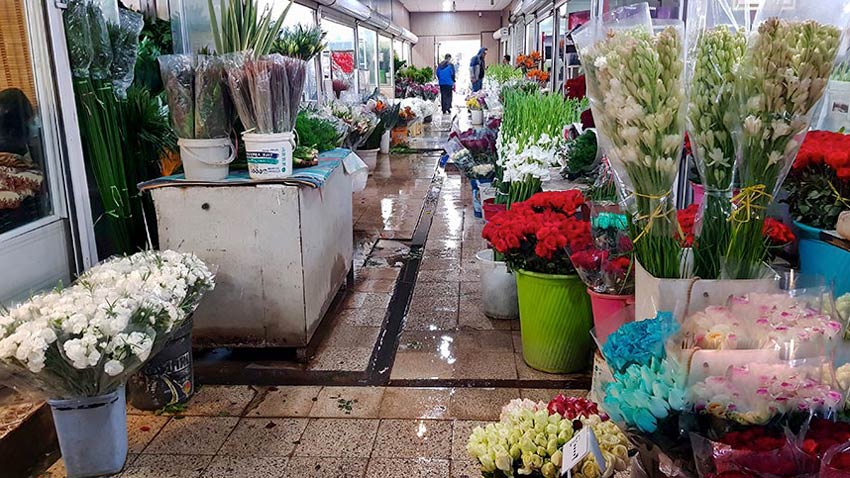 بازار گل محلاتی تهران؛ سفر به هلند در قلب پایتخت!